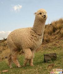 爆料美国羊驼是真的吗视频,美国羊驼视频爆料背后的真实情况 第3张 爆料美国羊驼是真的吗视频,美国羊驼视频爆料背后的真实情况 第3张